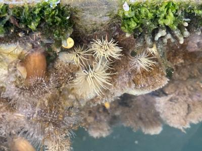 Groene Golfbrekeranemoon