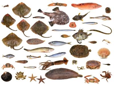 Soortherkenning ILVO